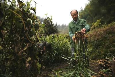 喜訊！于都縣獲評(píng)2019年度省級(jí)綠色有機(jī)農(nóng)產(chǎn)品示范縣